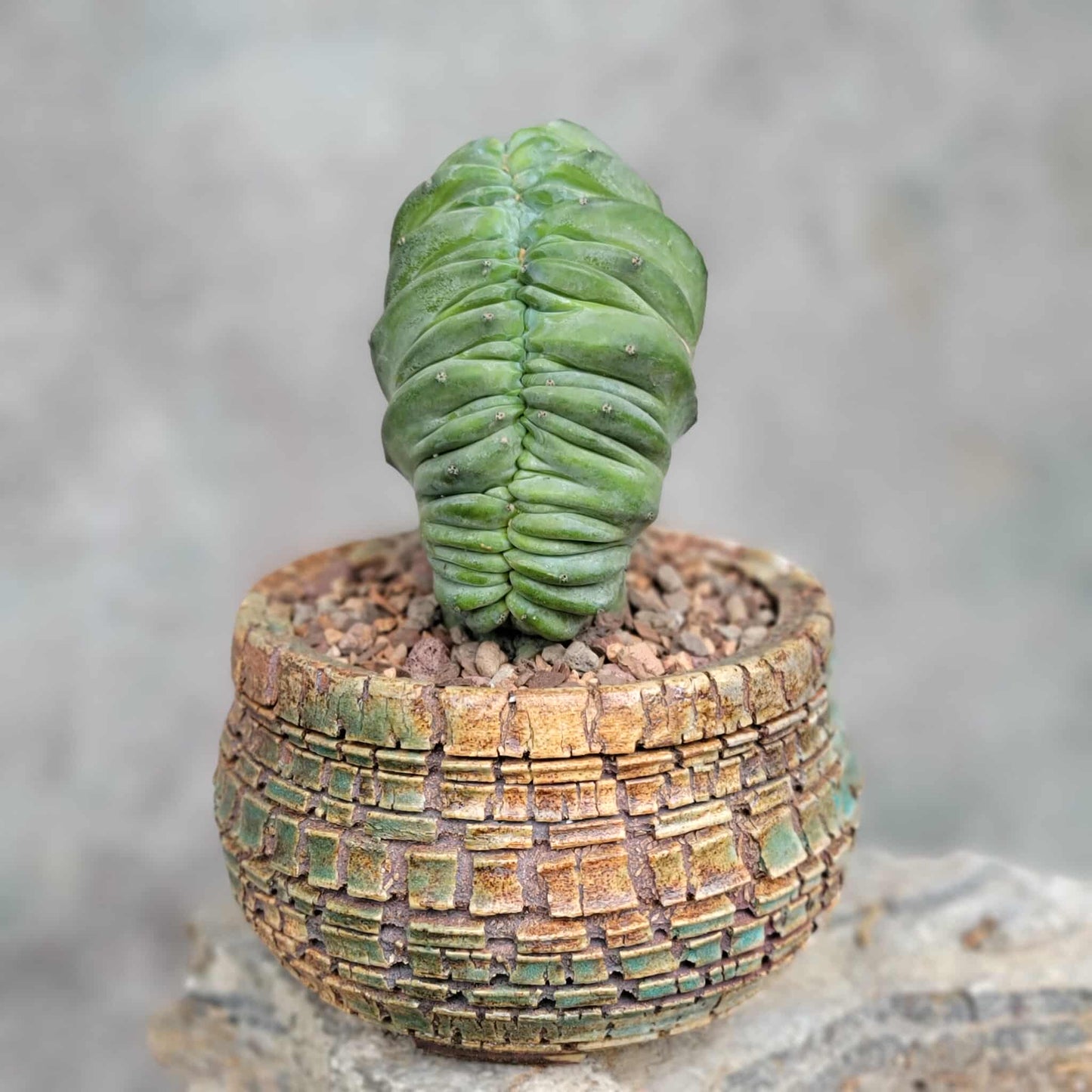Myrtillocactus geometrizans cv. 'Strictum' f. cristata