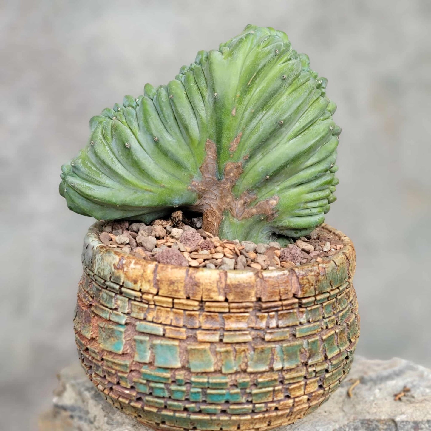 Myrtillocactus geometrizans cv. 'Strictum' f. cristata