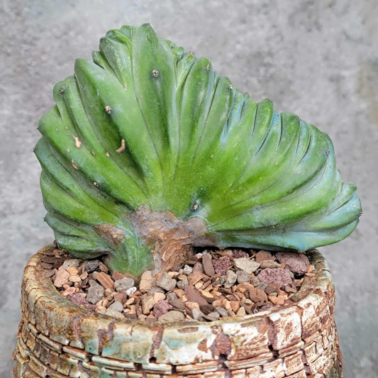 Myrtillocactus geometrizans cv. 'Strictum' f. cristata