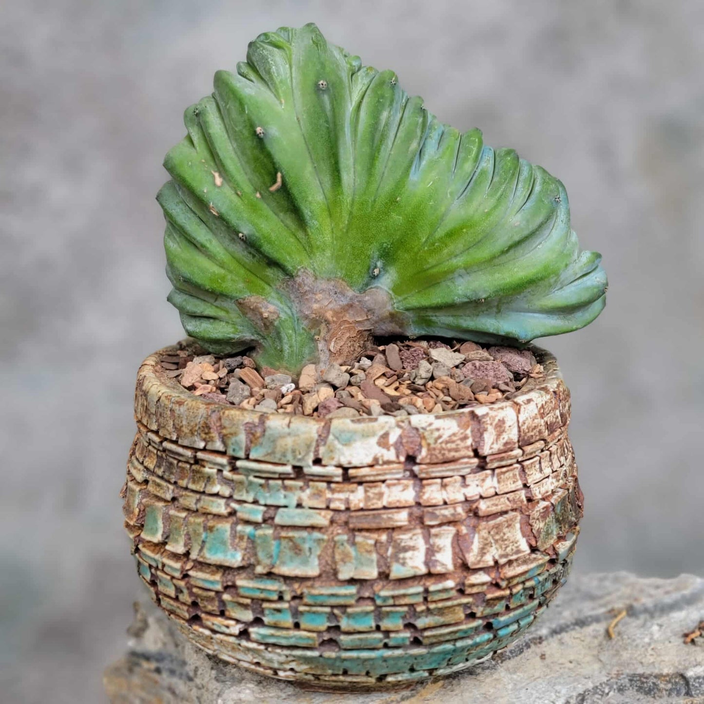 Myrtillocactus geometrizans cv. 'Strictum' f. cristata