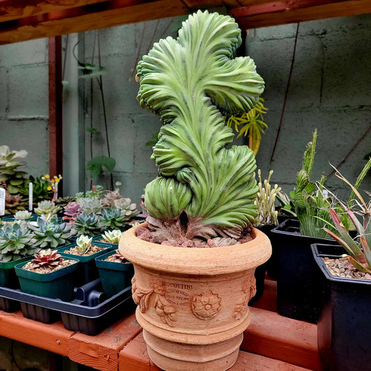 Tuscan Tuscan Terra Cotta Planter - Handmade in Italy