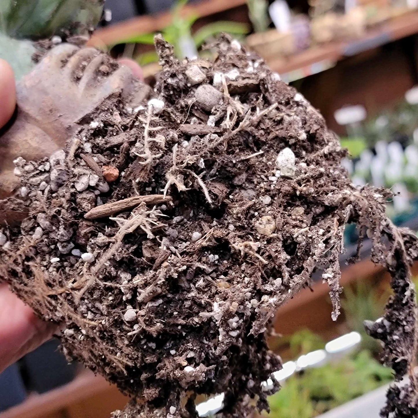 Myrtillocactus geometrizans cv. 'Strictum' f. cristata
