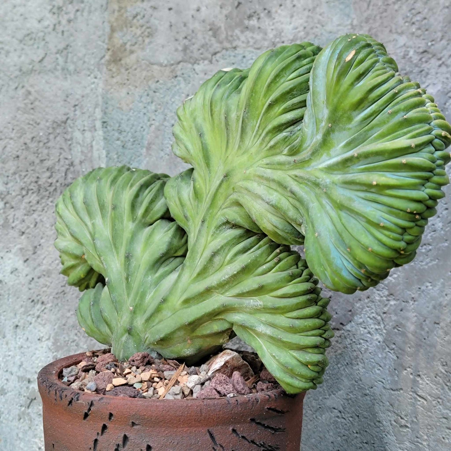Myrtillocactus geometrizans cv. 'Strictum' f. cristata