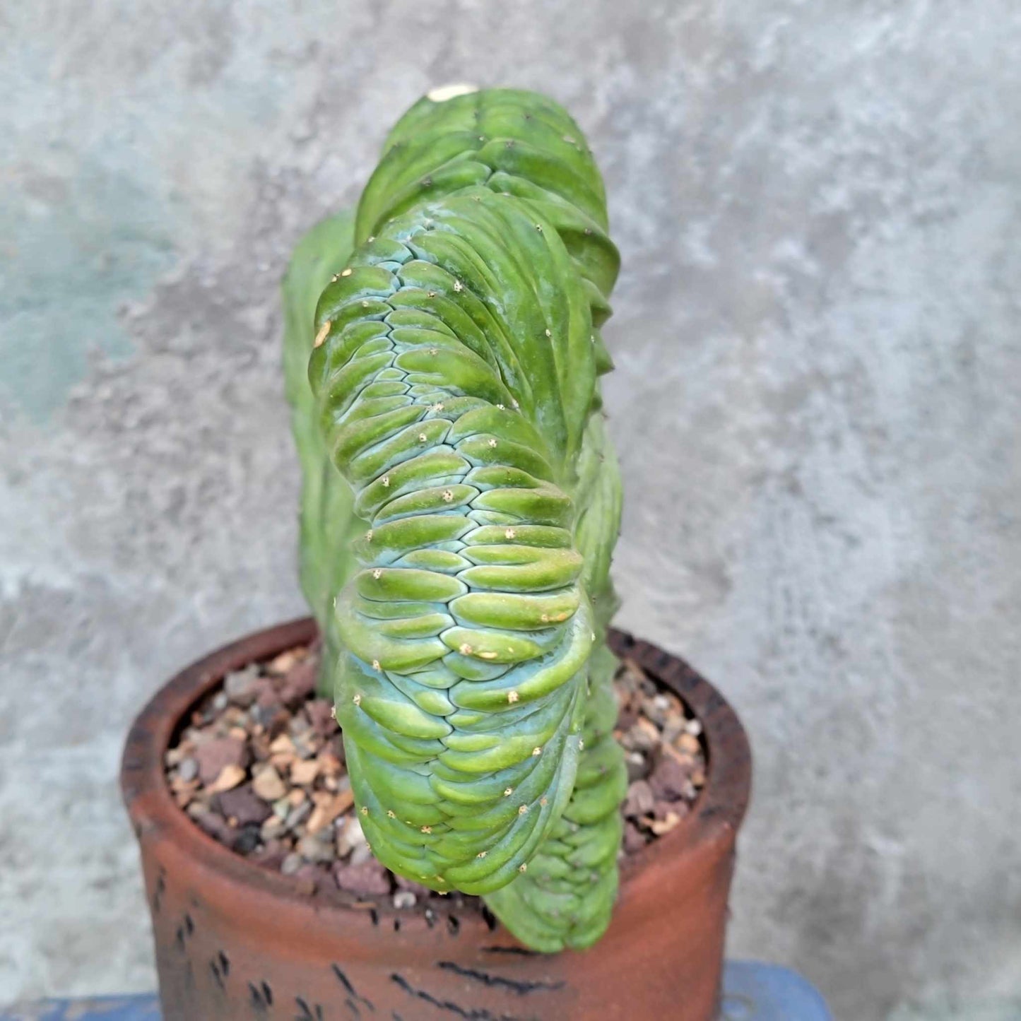 Myrtillocactus geometrizans cv. 'Strictum' f. cristata