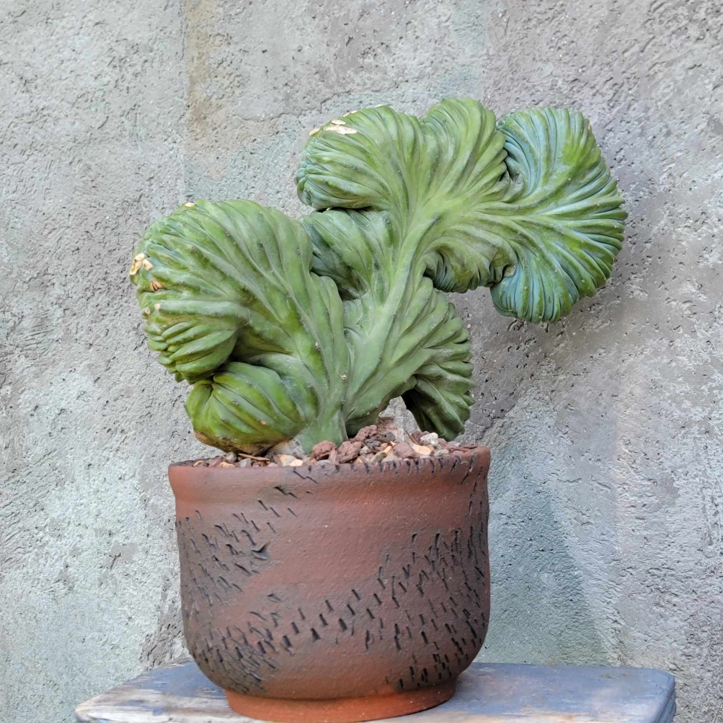 Myrtillocactus geometrizans cv. 'Strictum' f. cristata