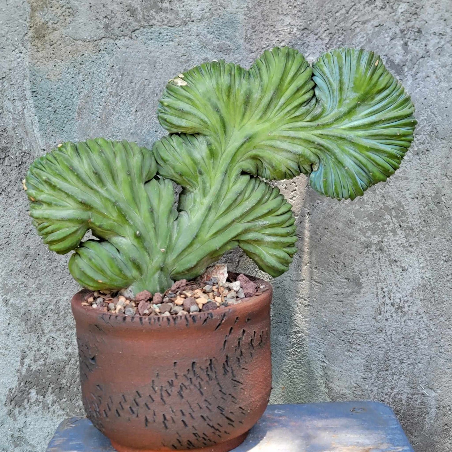 Myrtillocactus geometrizans cv. 'Strictum' f. cristata