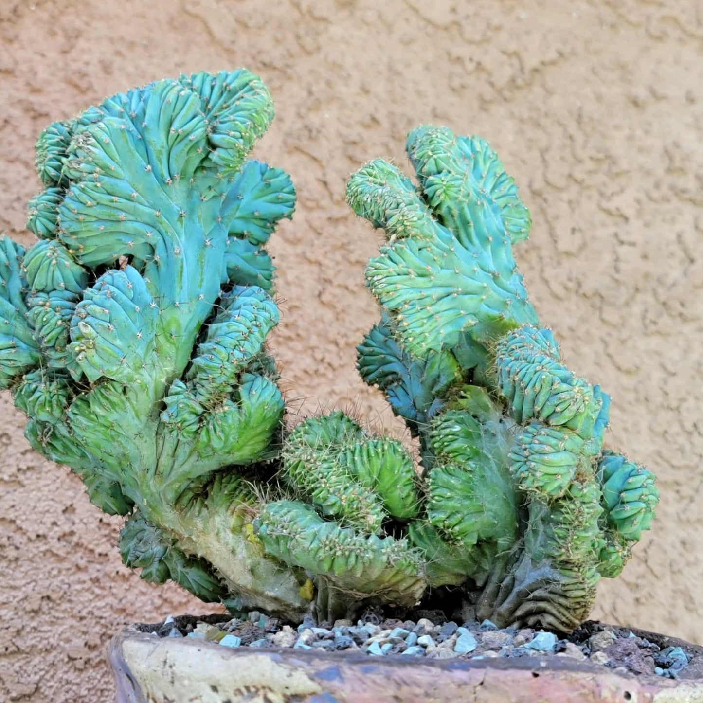 Myrtillocactus geometrizans f. cristata – Crested Blue Myrtle - BIG!