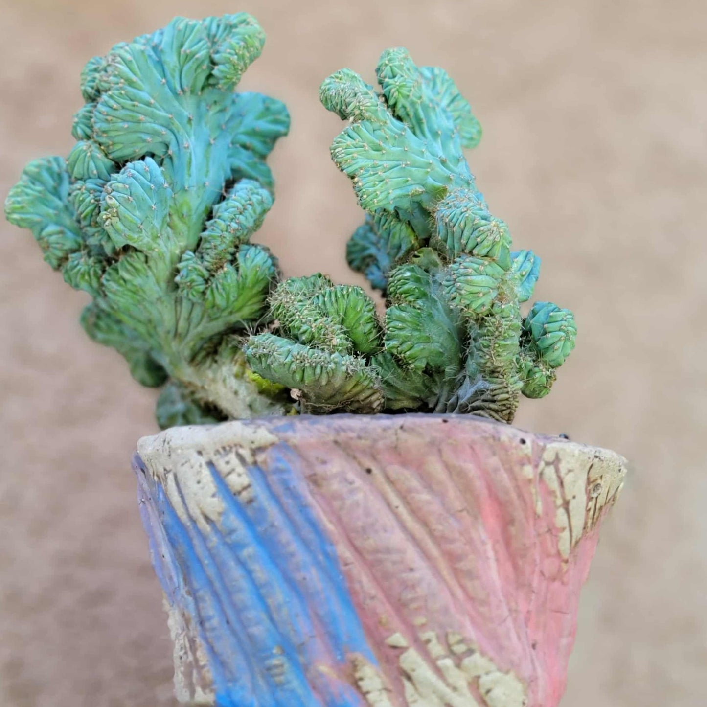 Myrtillocactus geometrizans f. cristata – Crested Blue Myrtle - BIG!