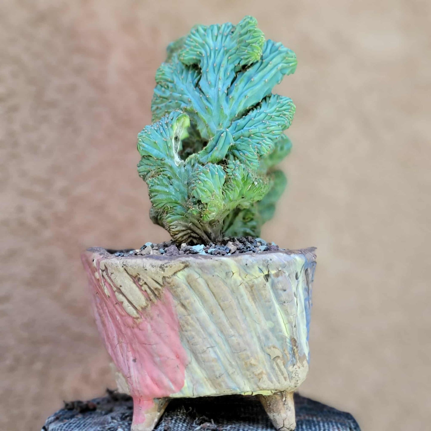 Myrtillocactus geometrizans f. cristata – Crested Blue Myrtle - BIG!