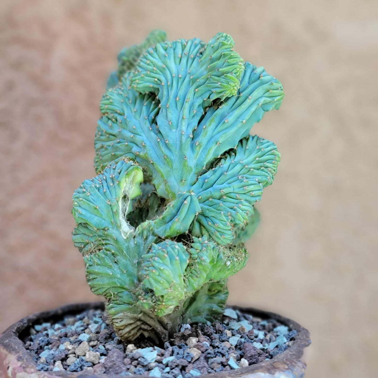Myrtillocactus geometrizans f. cristata – Crested Blue Myrtle - BIG!