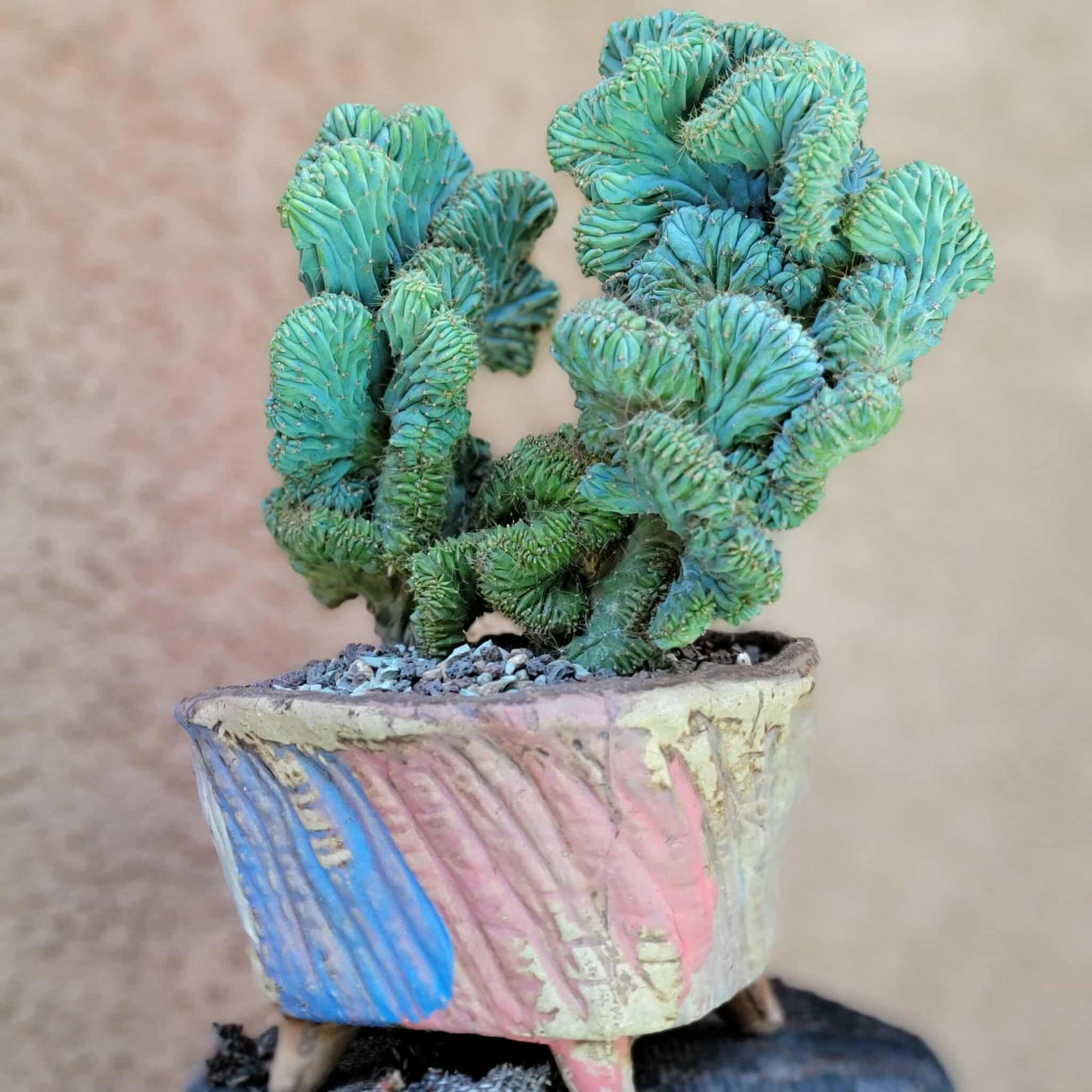 Myrtillocactus geometrizans f. cristata – Crested Blue Myrtle - BIG!