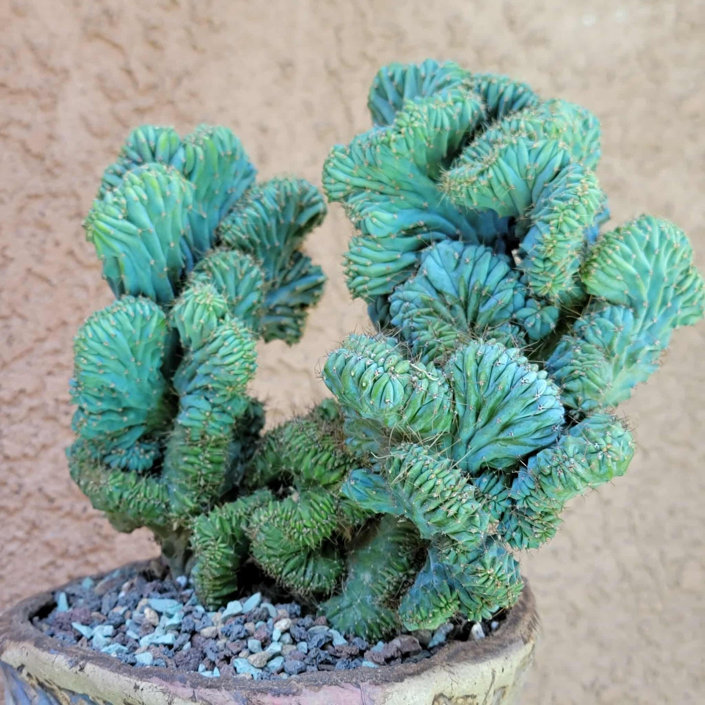 Myrtillocactus geometrizans f. cristata – Crested Blue Myrtle - BIG!