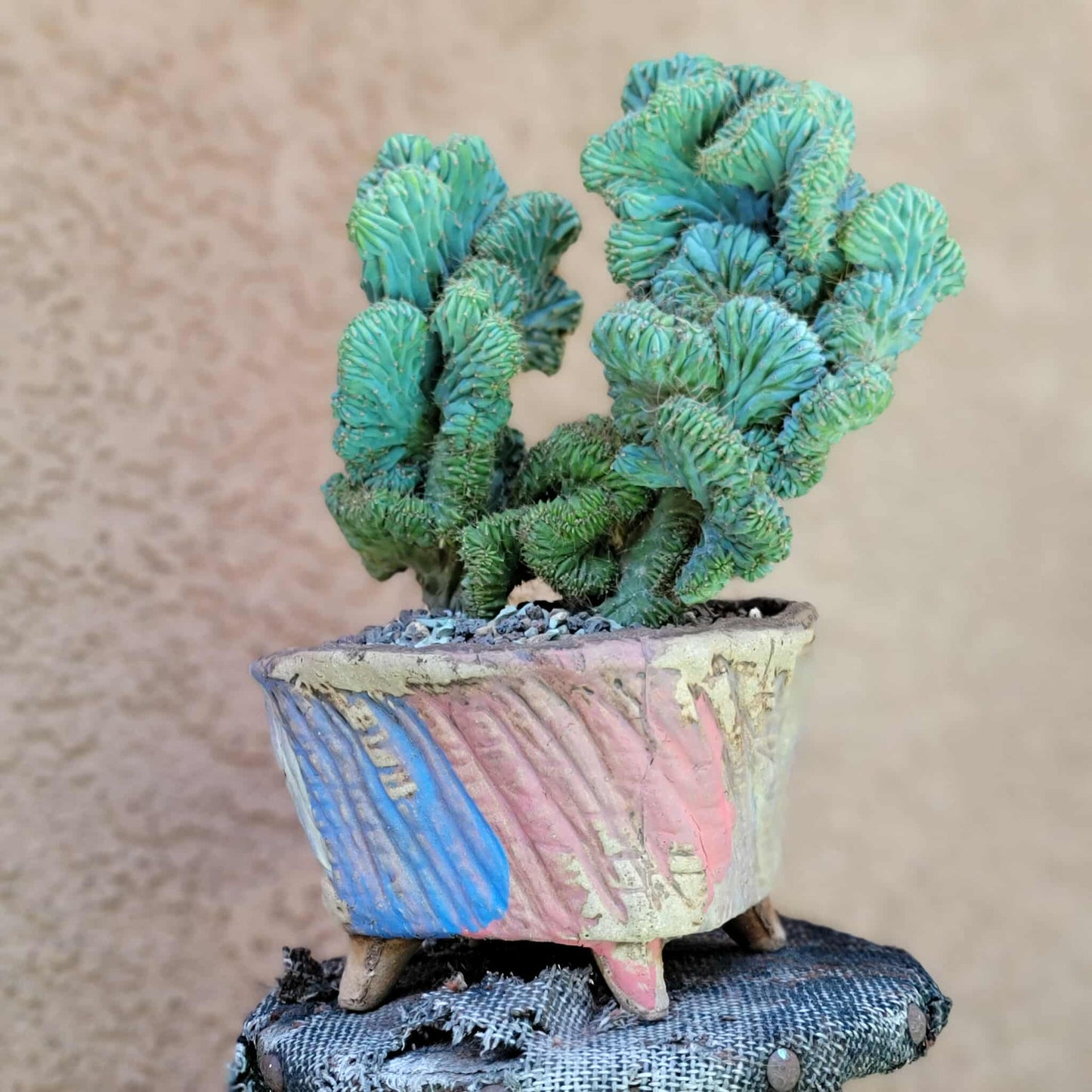 Myrtillocactus geometrizans f. cristata – Crested Blue Myrtle - BIG!