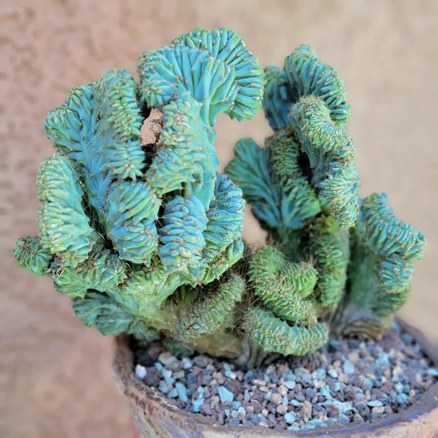 Myrtillocactus geometrizans f. cristata – Crested Blue Myrtle - BIG!