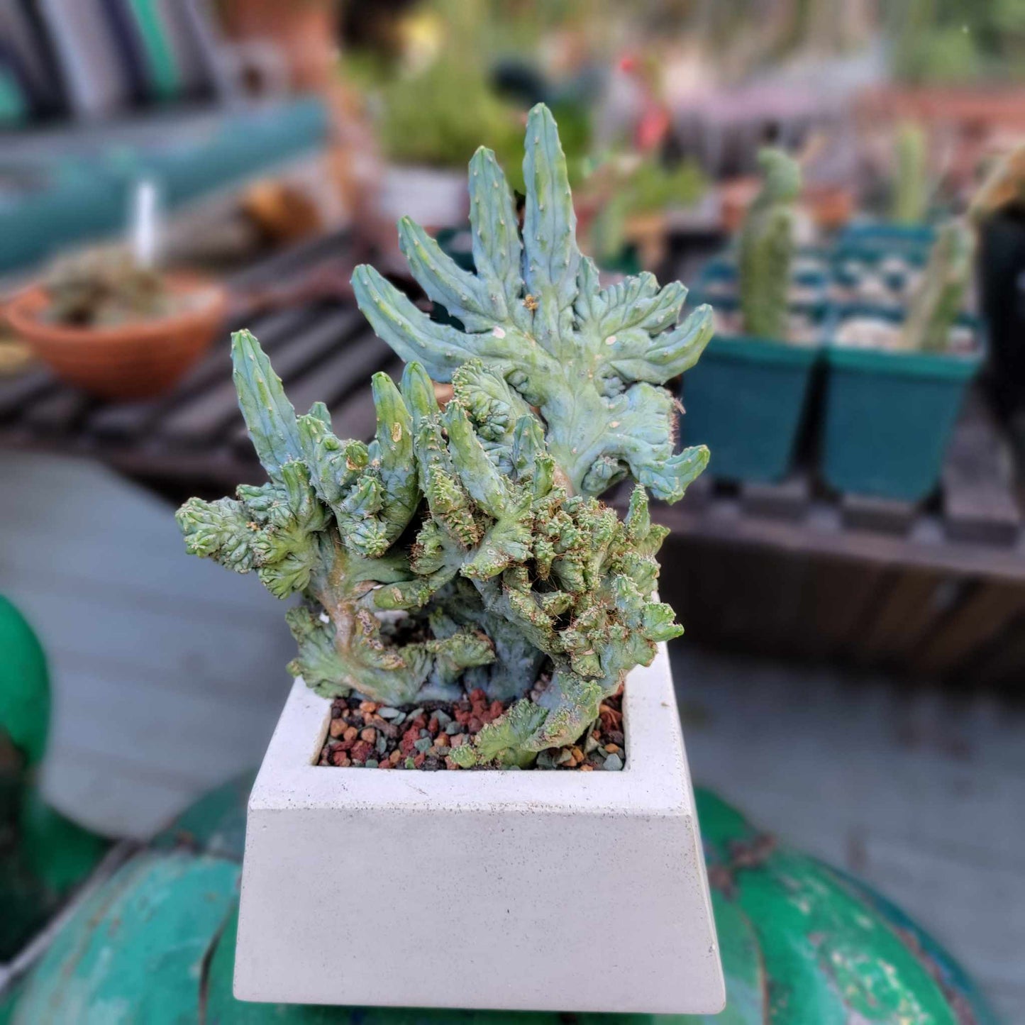 Geometric Cement Planter
