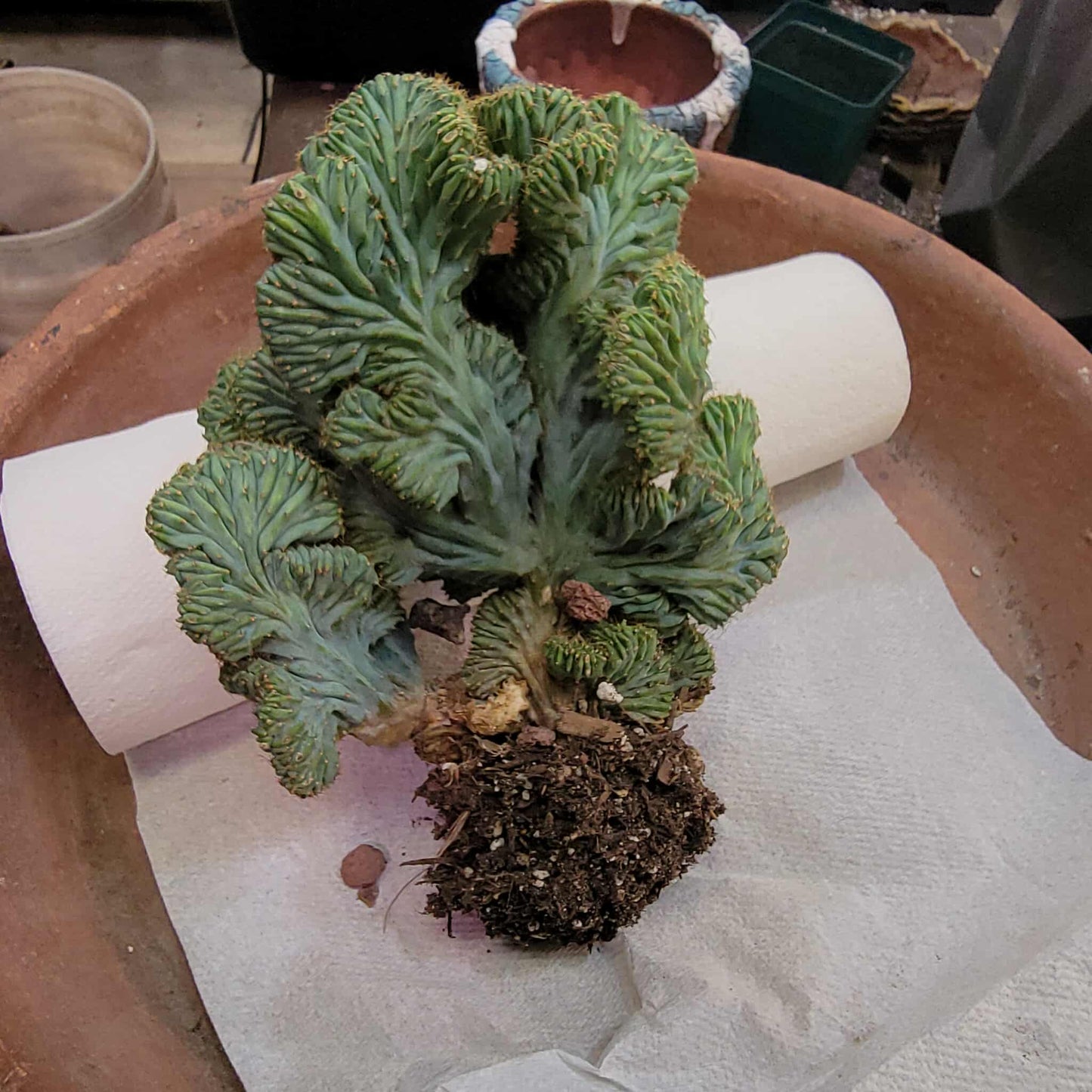 Myrtillocactus geometrizans f. cristata – Crested Blue Myrtle - BIG!