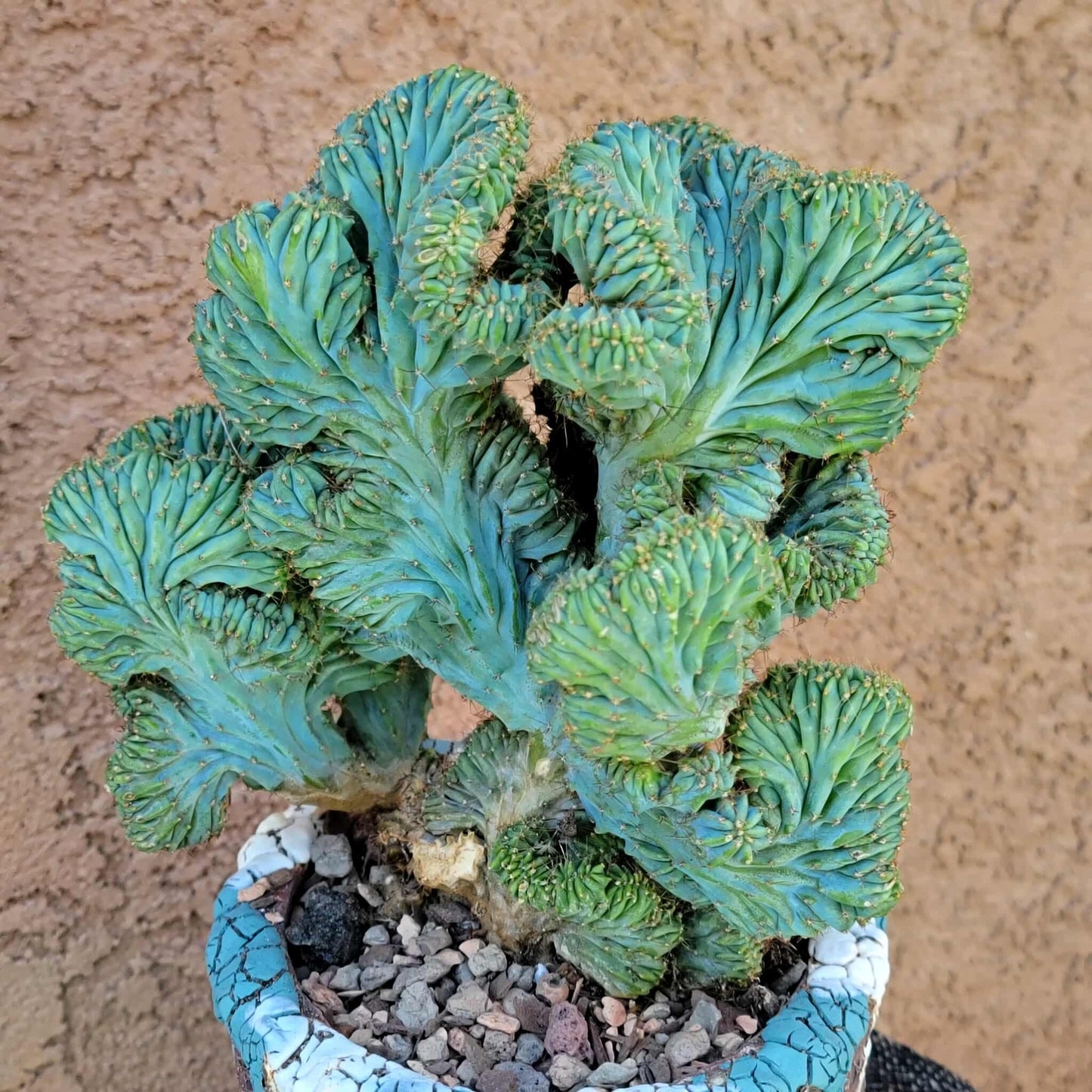 Myrtillocactus geometrizans f. cristata – Crested Blue Myrtle - BIG!