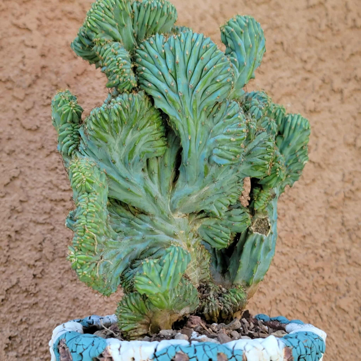 Myrtillocactus geometrizans f. cristata – Crested Blue Myrtle - BIG!