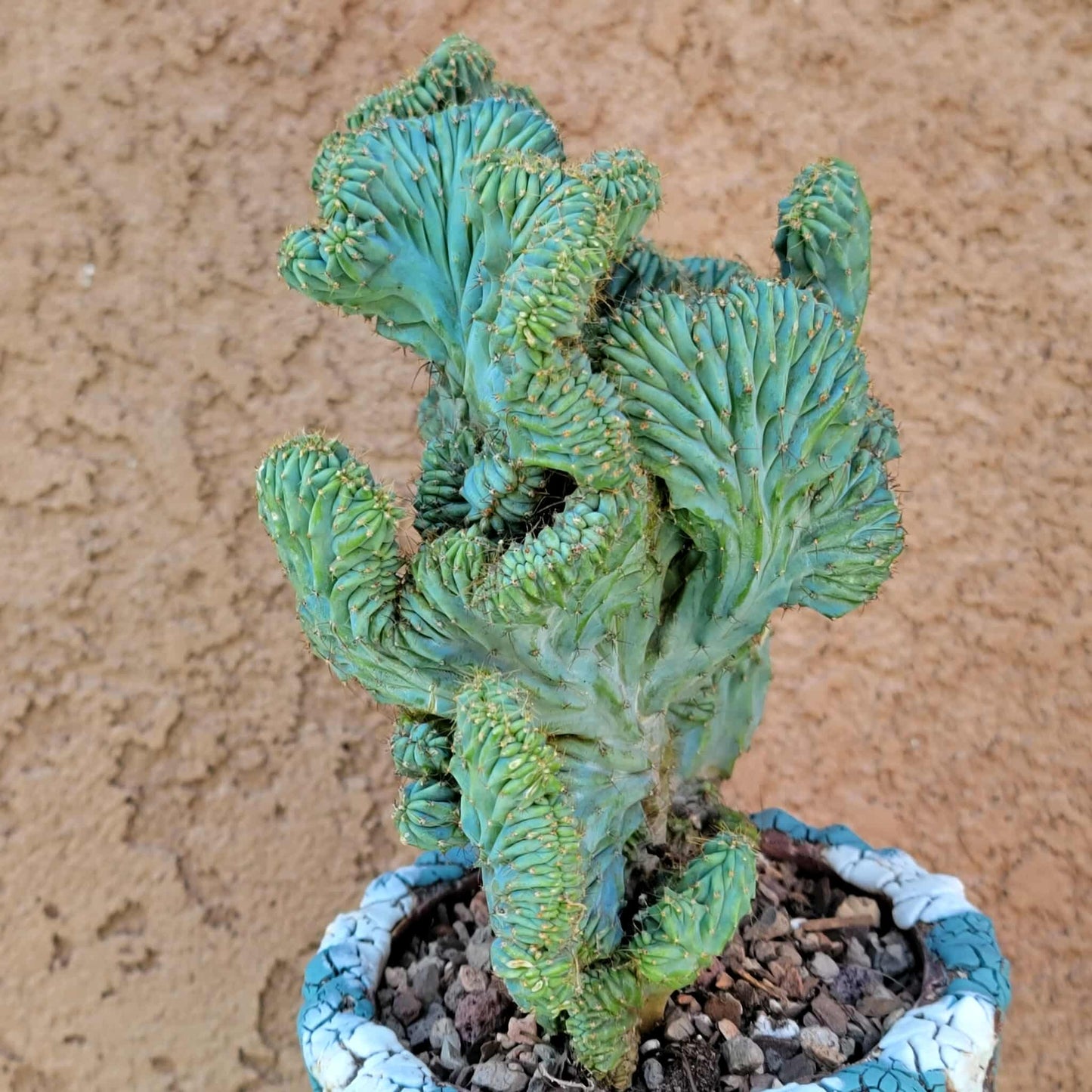 Myrtillocactus geometrizans f. cristata – Crested Blue Myrtle - BIG!