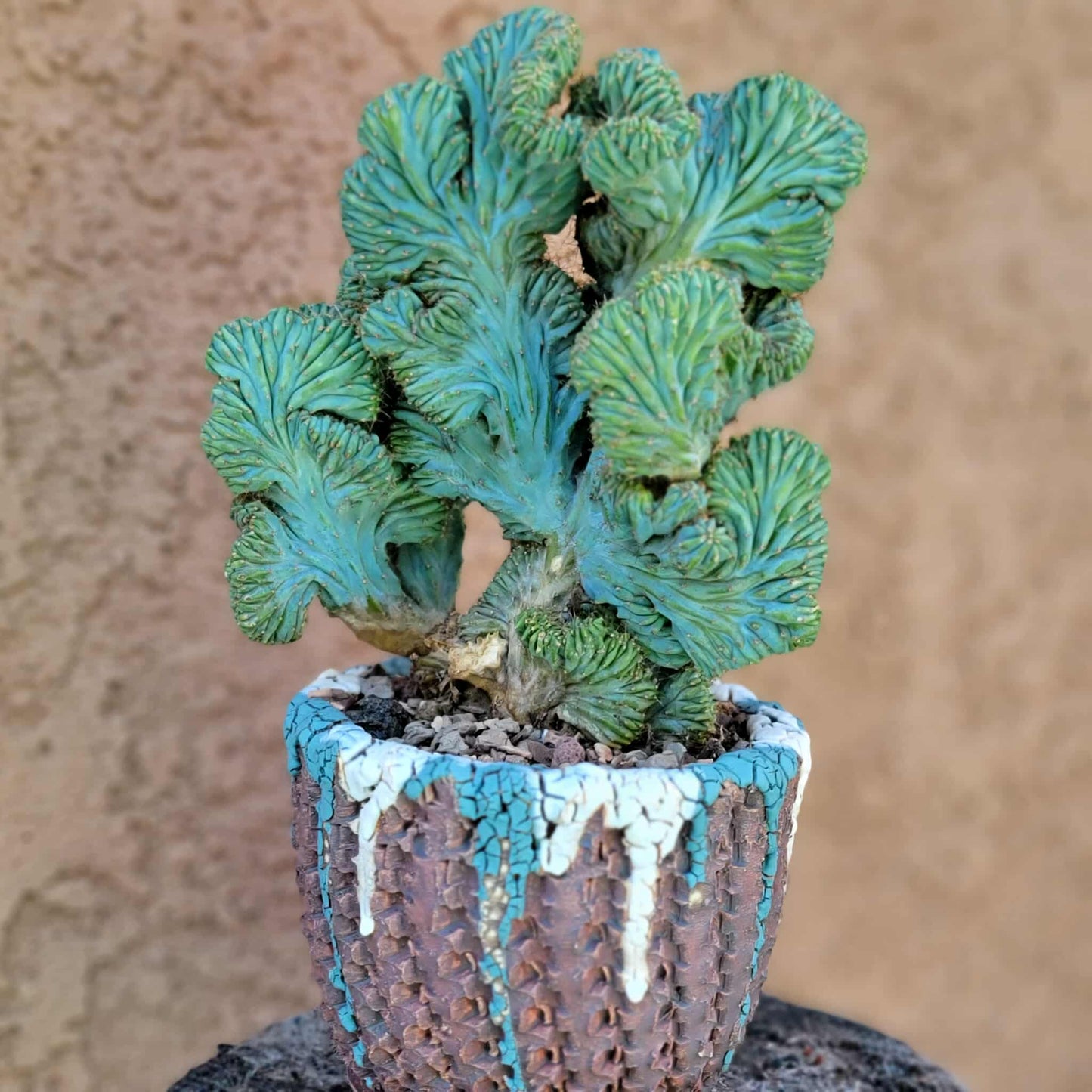Myrtillocactus geometrizans f. cristata – Crested Blue Myrtle - BIG!