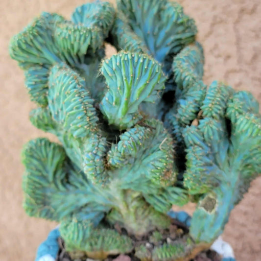Myrtillocactus geometrizans f. cristata – Crested Blue Myrtle - BIG!