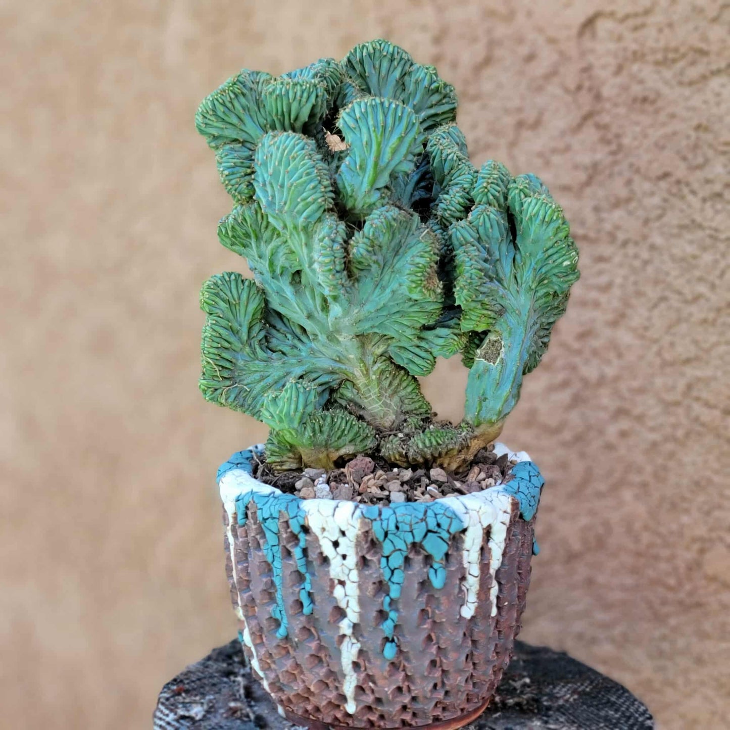 Myrtillocactus geometrizans f. cristata – Crested Blue Myrtle - BIG!