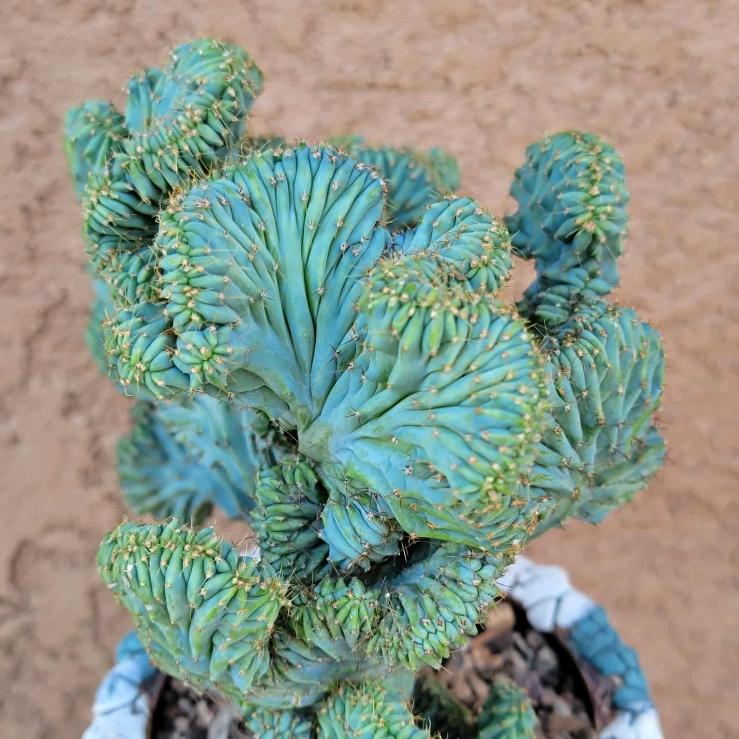Myrtillocactus geometrizans f. cristata – Crested Blue Myrtle - BIG!