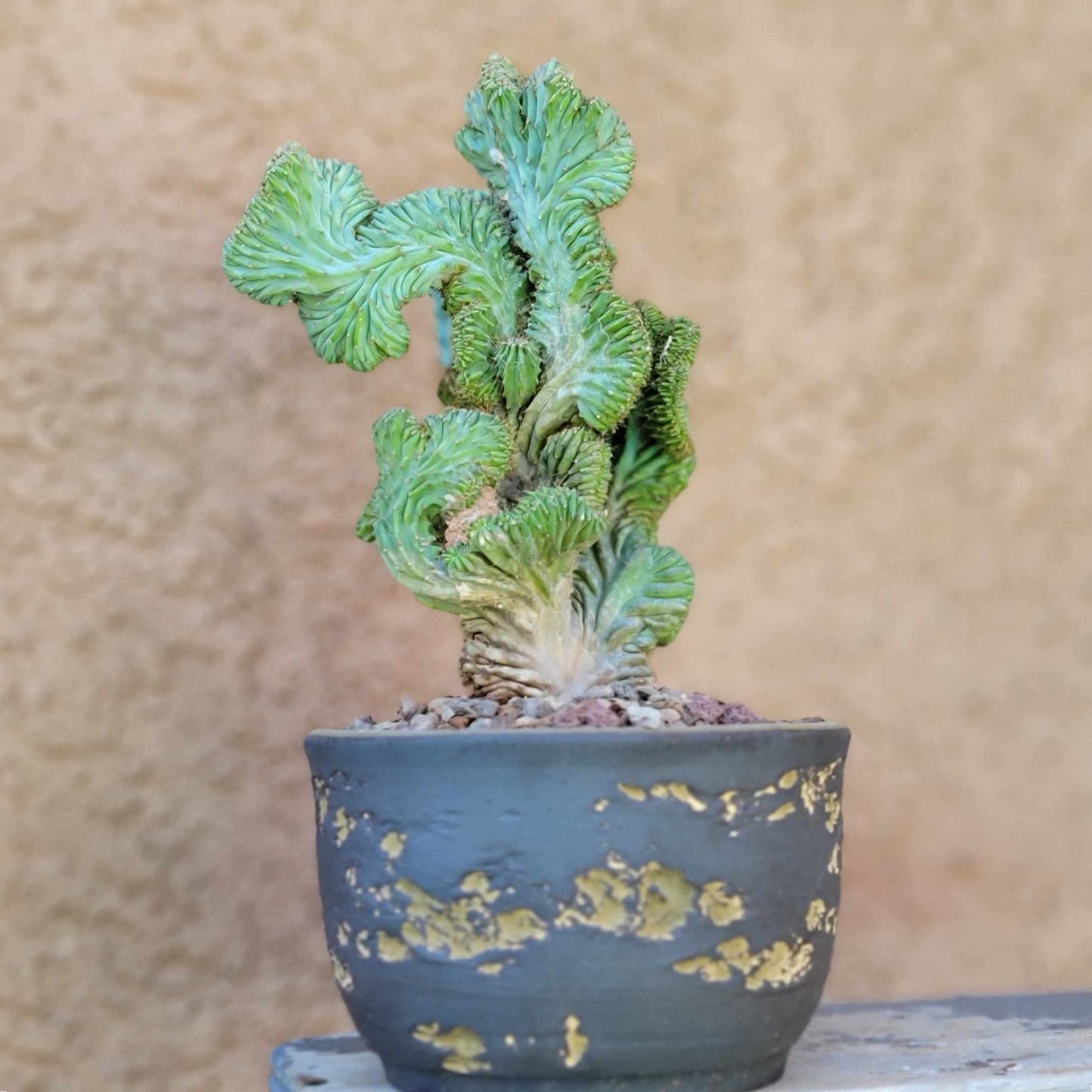 Myrtillocactus geometrizans f. cristata – Crested Blue Myrtle