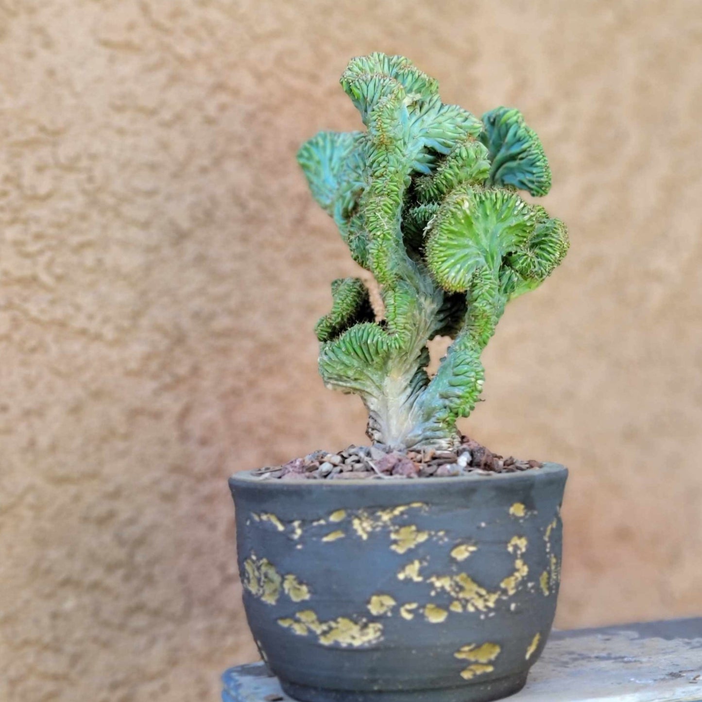 Myrtillocactus geometrizans f. cristata – Crested Blue Myrtle