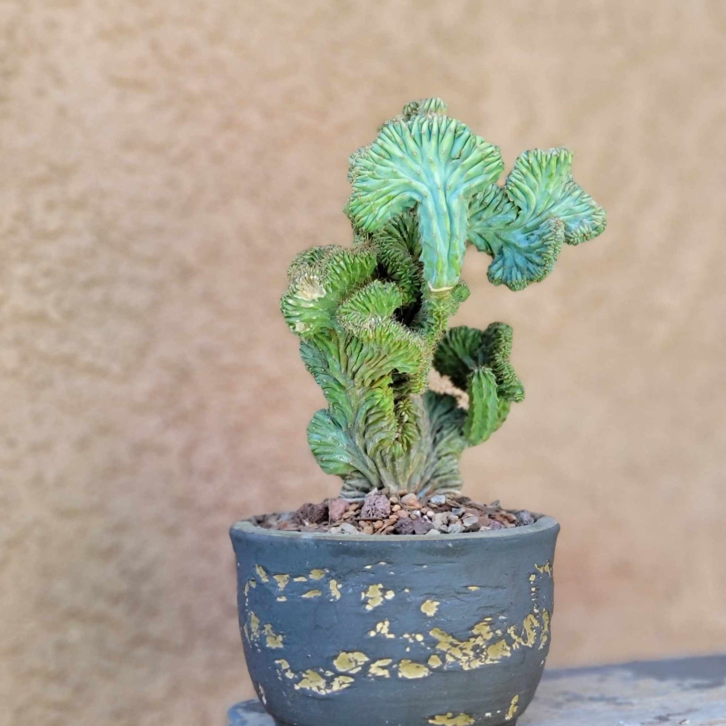 Myrtillocactus geometrizans f. cristata – Crested Blue Myrtle