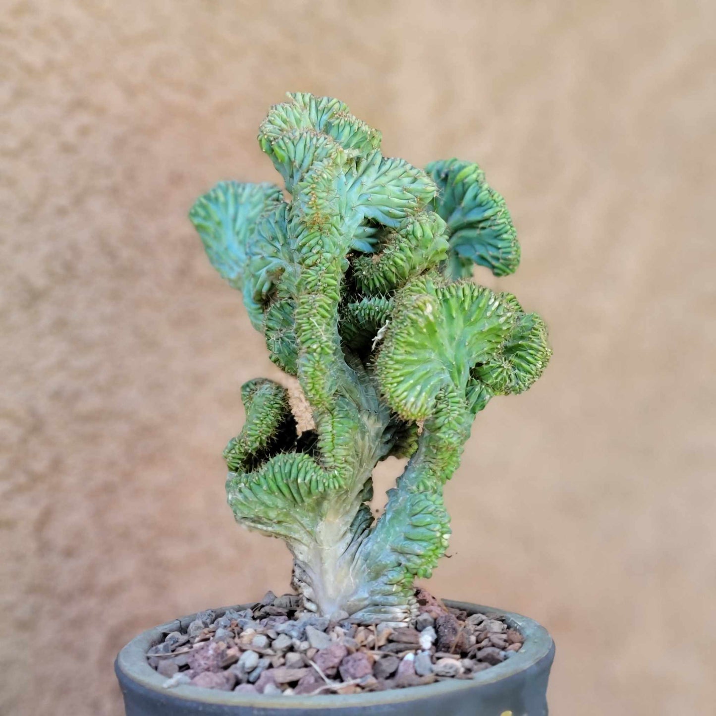 Myrtillocactus geometrizans f. cristata – Crested Blue Myrtle