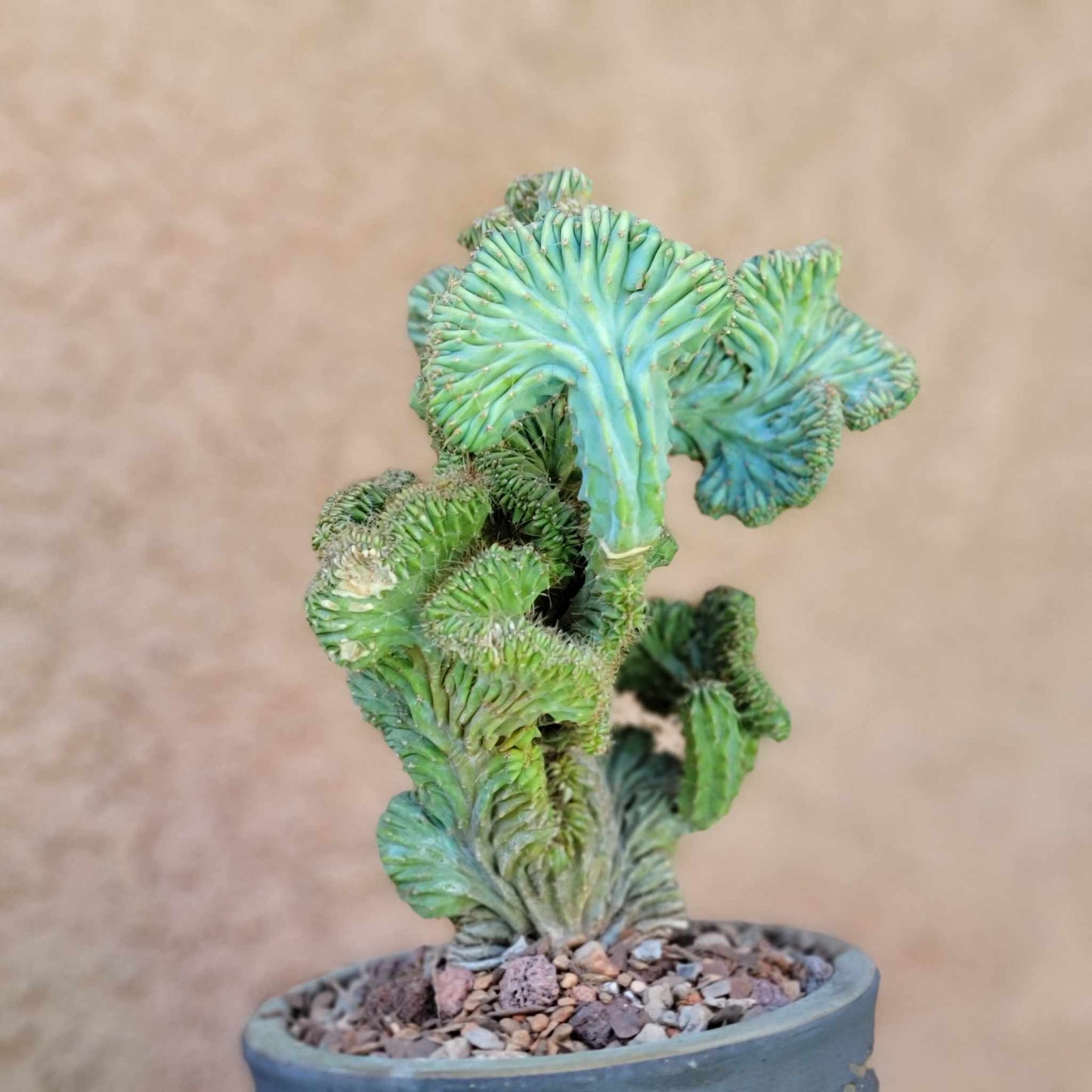 Myrtillocactus geometrizans f. cristata – Crested Blue Myrtle