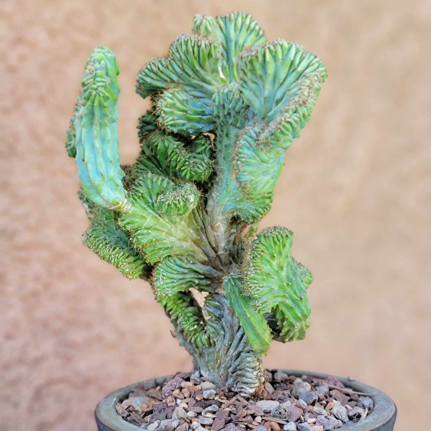 Myrtillocactus geometrizans f. cristata – Crested Blue Myrtle