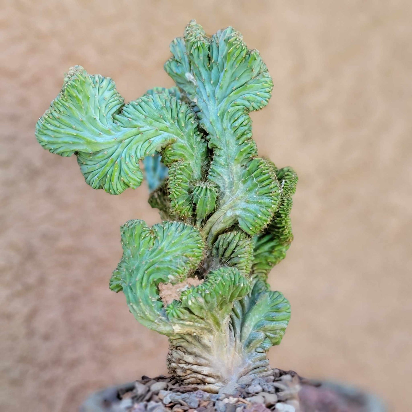 Myrtillocactus geometrizans f. cristata – Crested Blue Myrtle