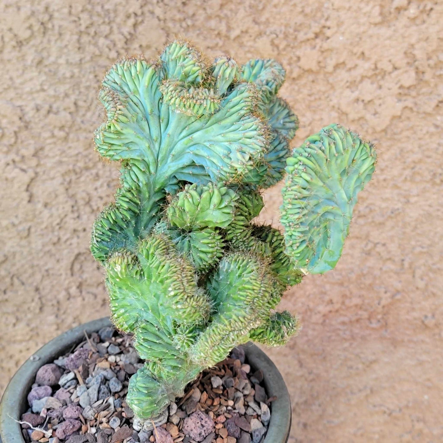 Myrtillocactus geometrizans f. cristata – Crested Blue Myrtle