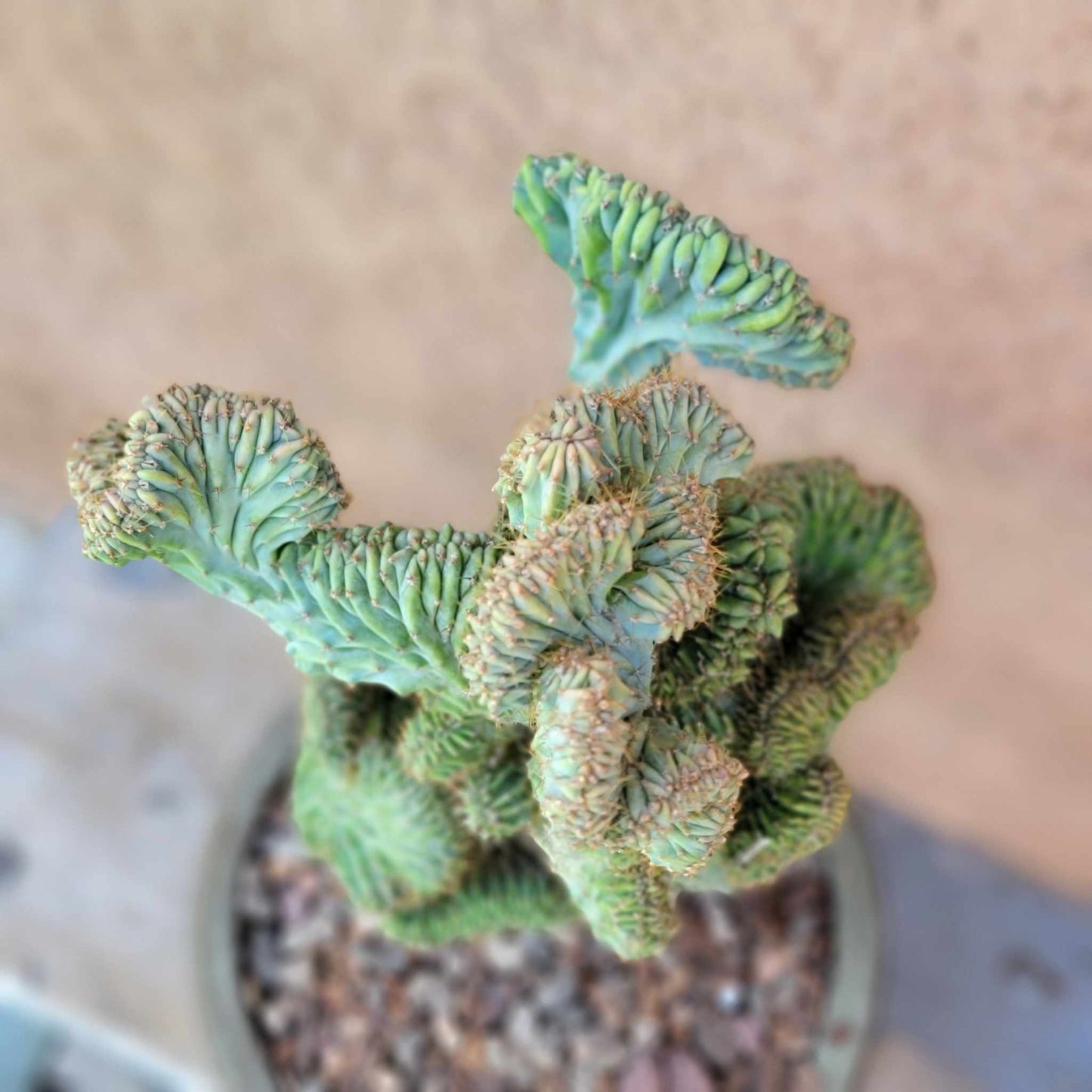 Myrtillocactus geometrizans f. cristata – Crested Blue Myrtle