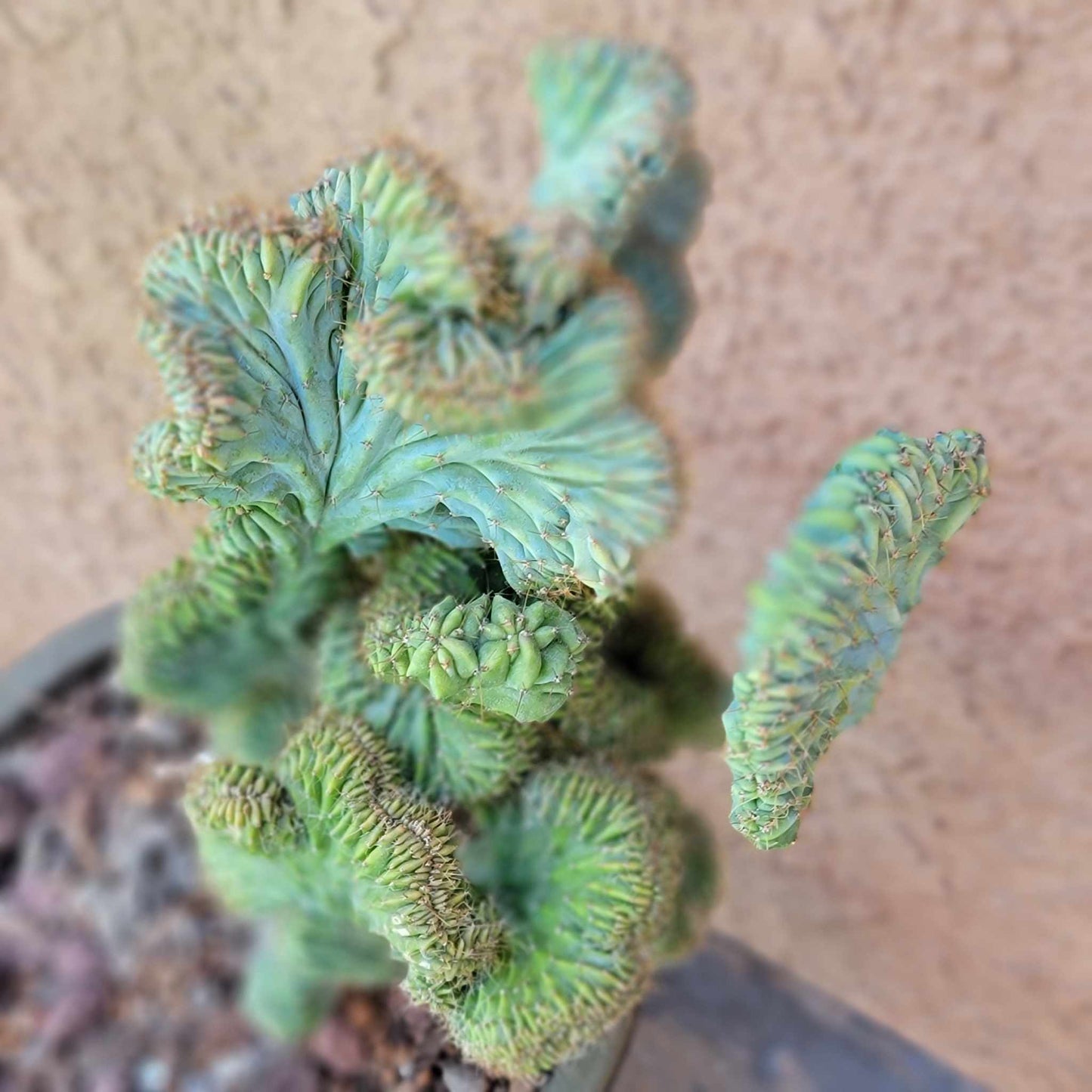Myrtillocactus geometrizans f. cristata – Crested Blue Myrtle