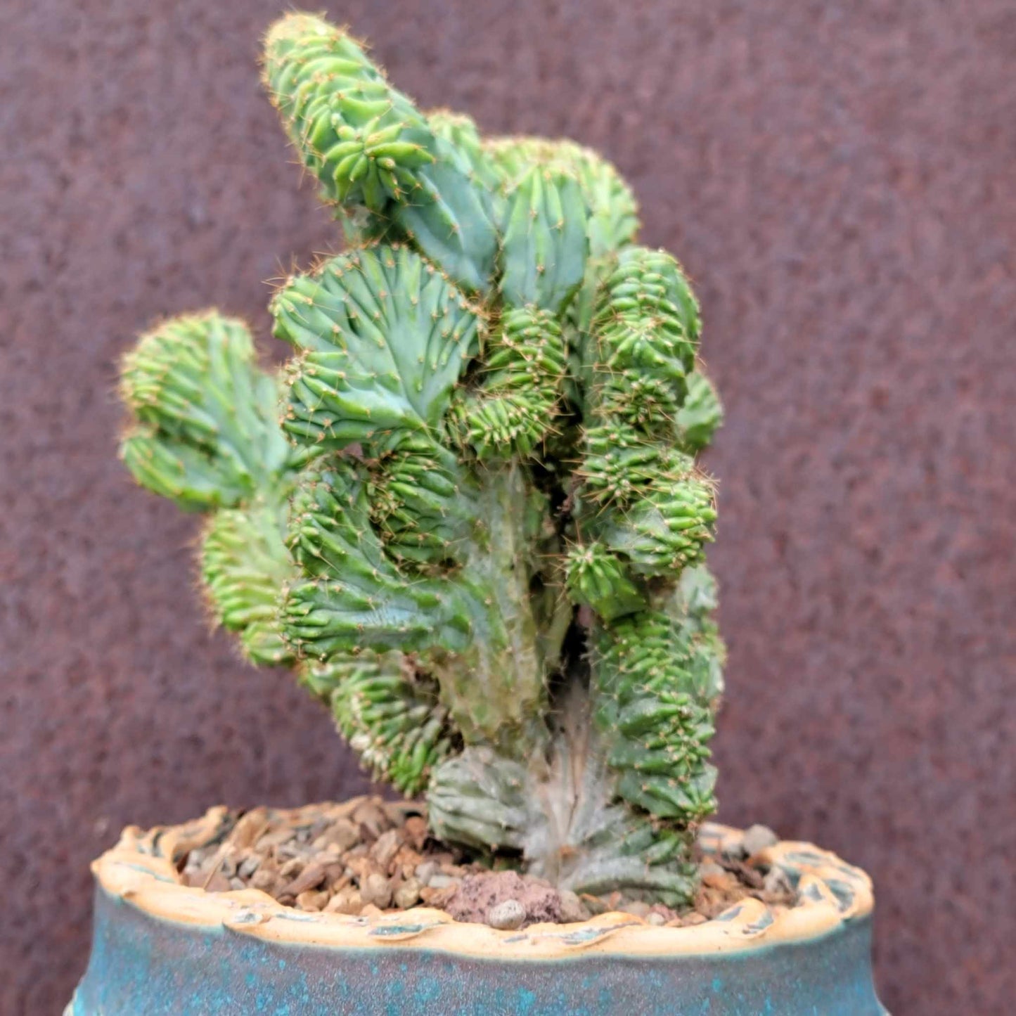 Myrtillocactus geometrizans f. cristata – Crested Blue Myrtle