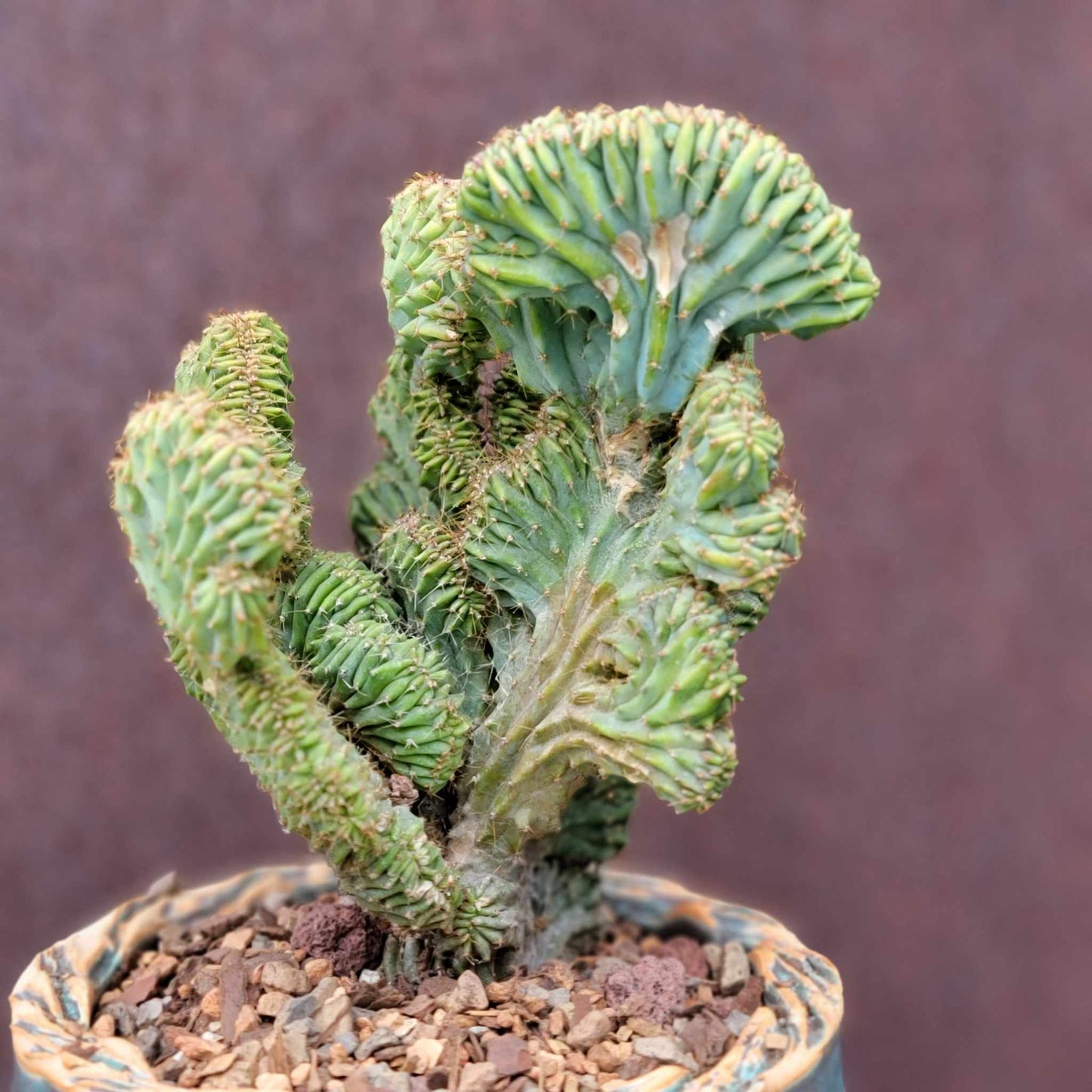 Myrtillocactus geometrizans f. cristata – Crested Blue Myrtle