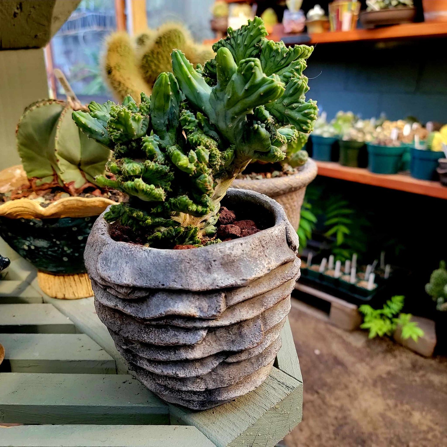 Palm Leaf Concrete Planter - Medium