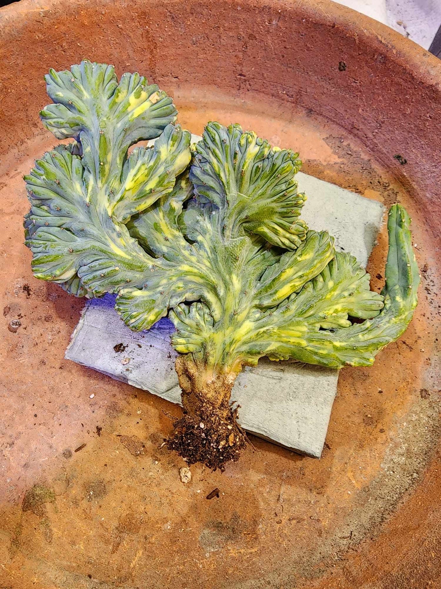 Myrtillocactus geometrizans f. cristatus variegata cv 'Fred'