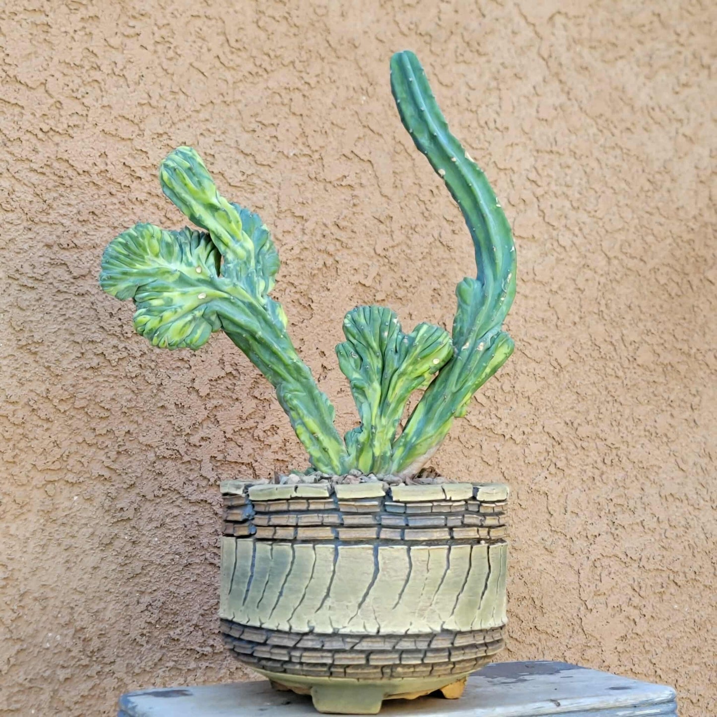 Myrtillocactus geometrizans f. cristatus variegata cv 'Fred' - BIG!