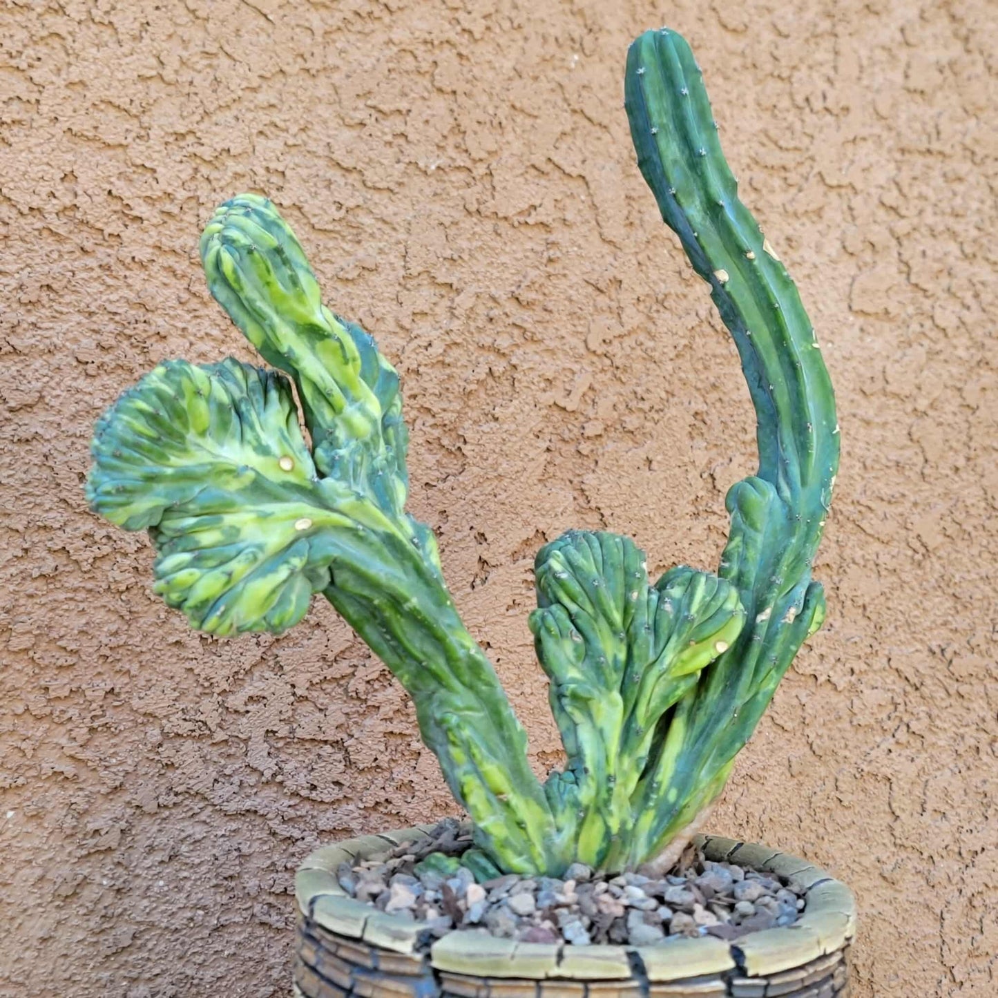 Myrtillocactus geometrizans f. cristatus variegata cv 'Fred' - BIG!