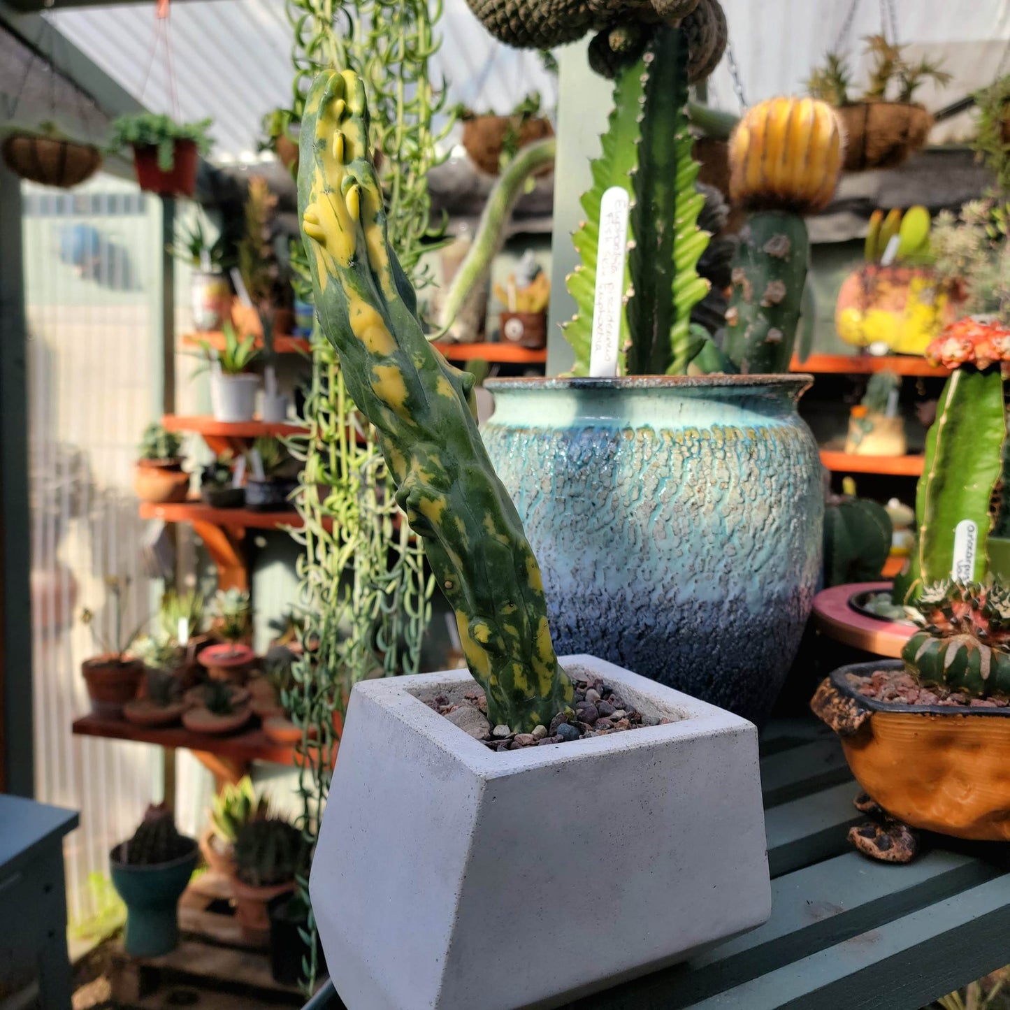 Geometric Cement Planter