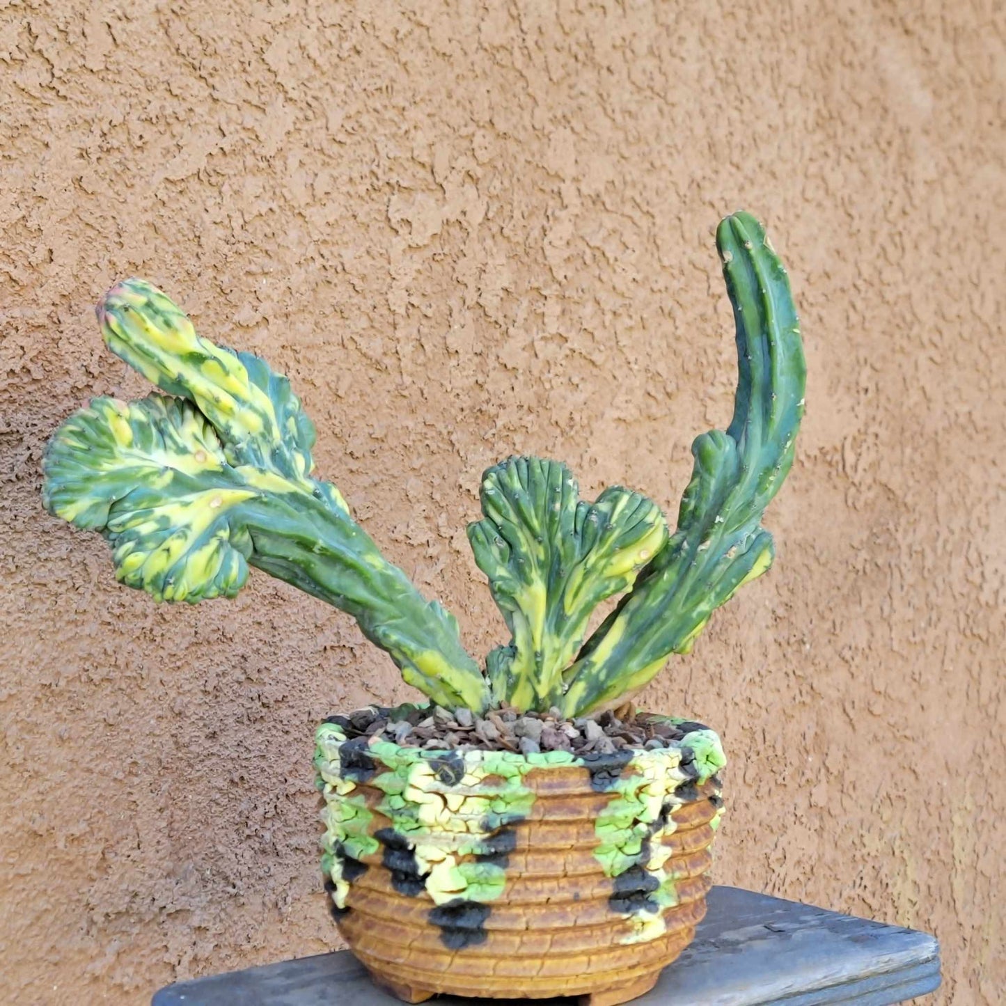 Myrtillocactus geometrizans variegata cristata