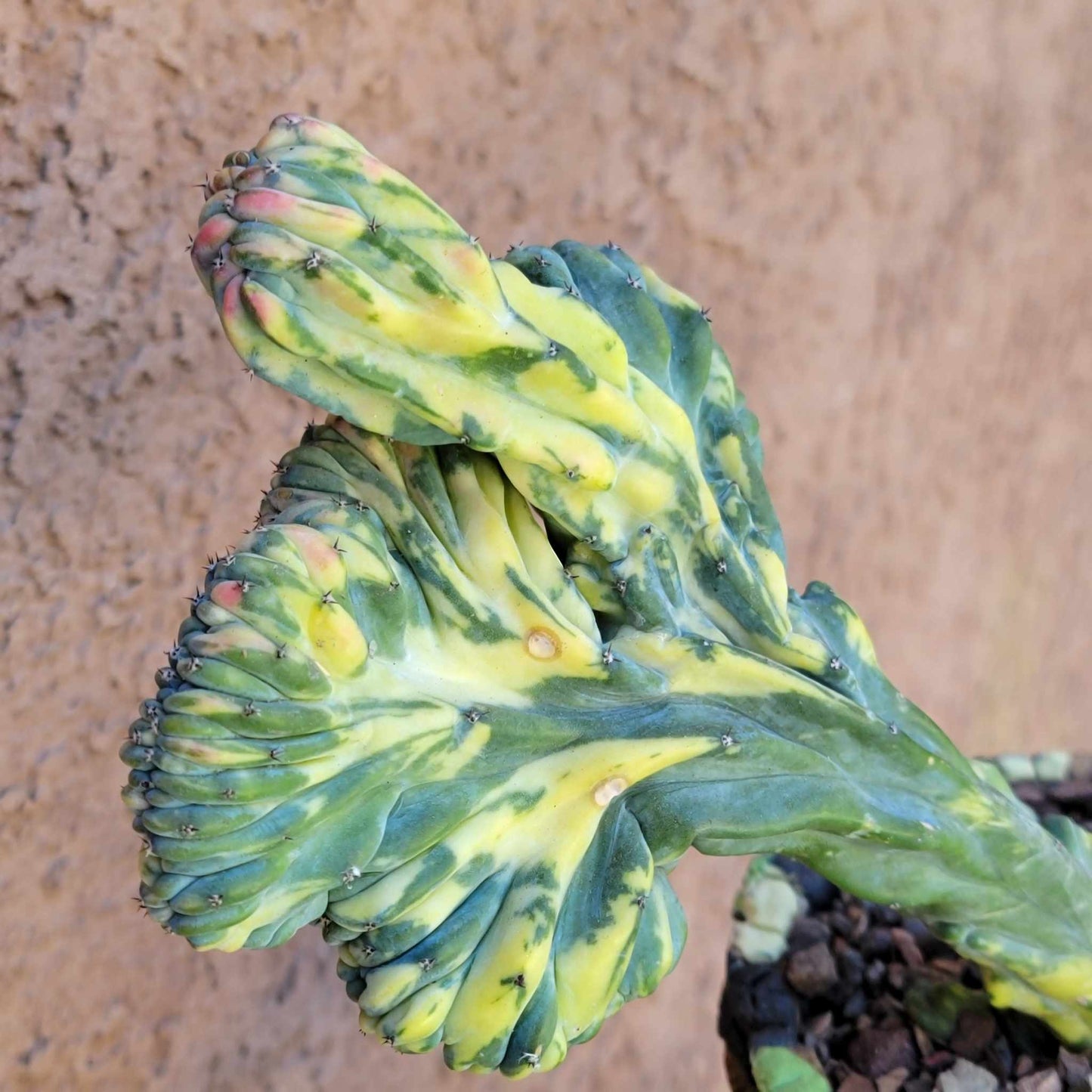 Myrtillocactus geometrizans variegata cristata