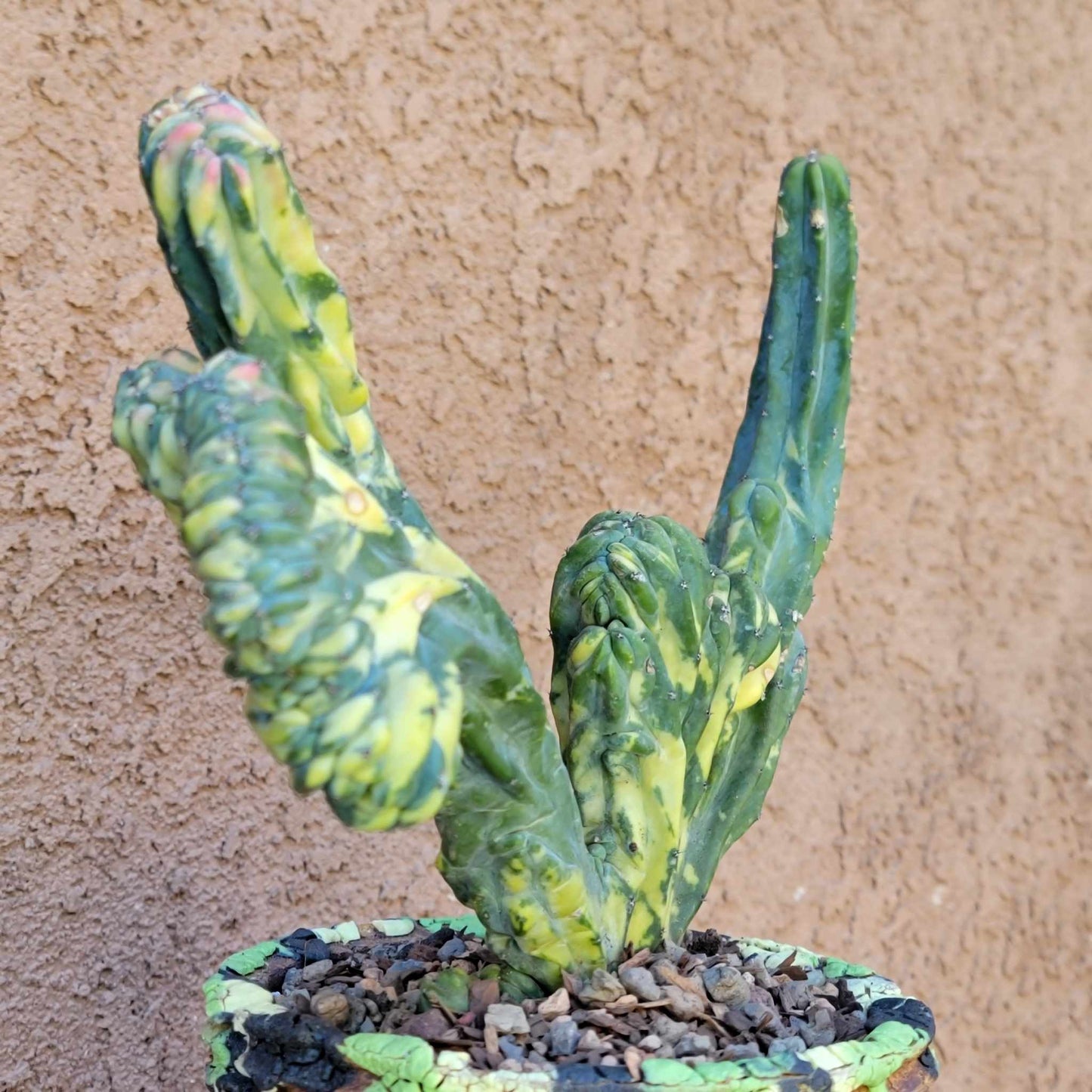 Myrtillocactus geometrizans variegata cristata
