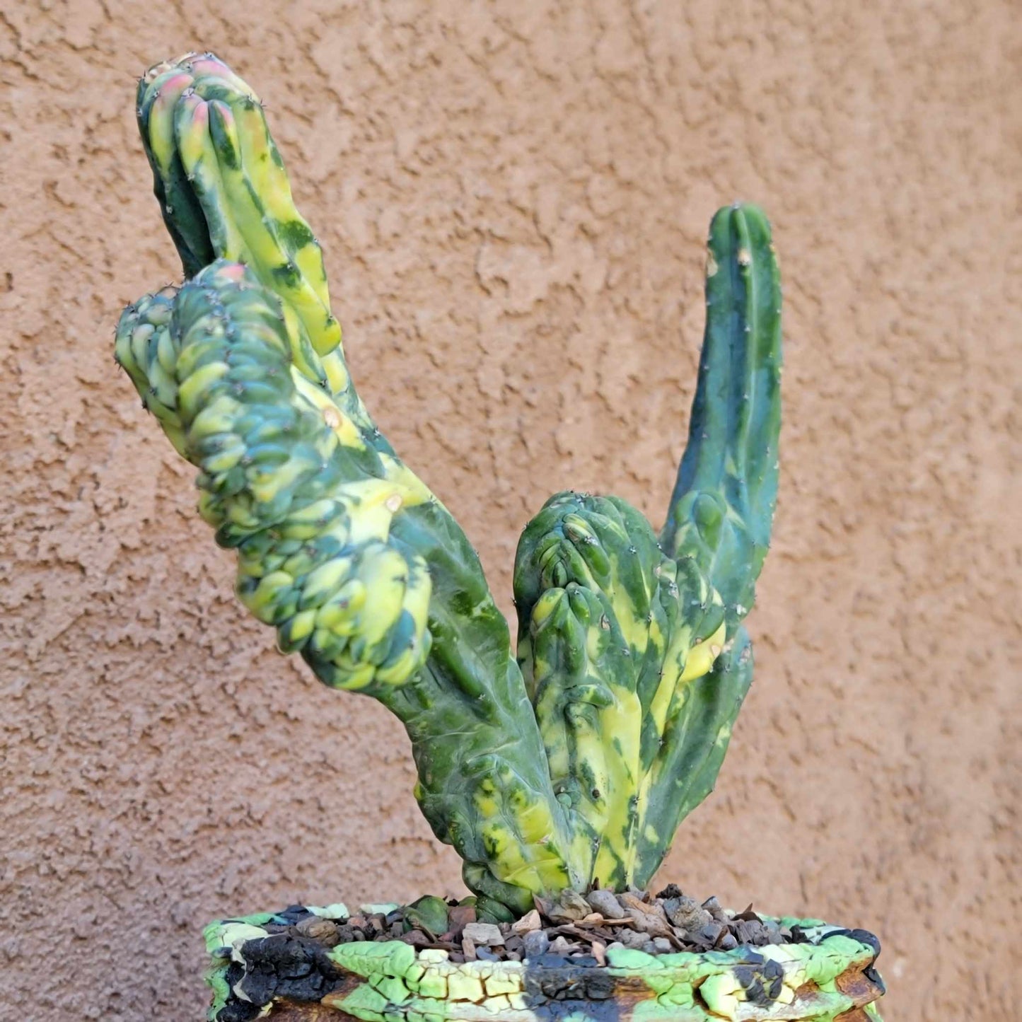 Myrtillocactus geometrizans variegata cristata