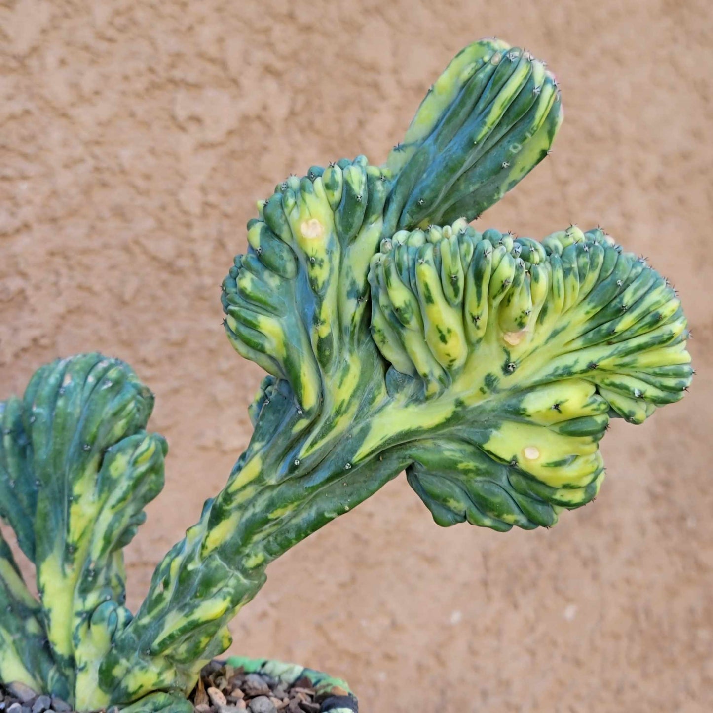 Myrtillocactus geometrizans variegata cristata