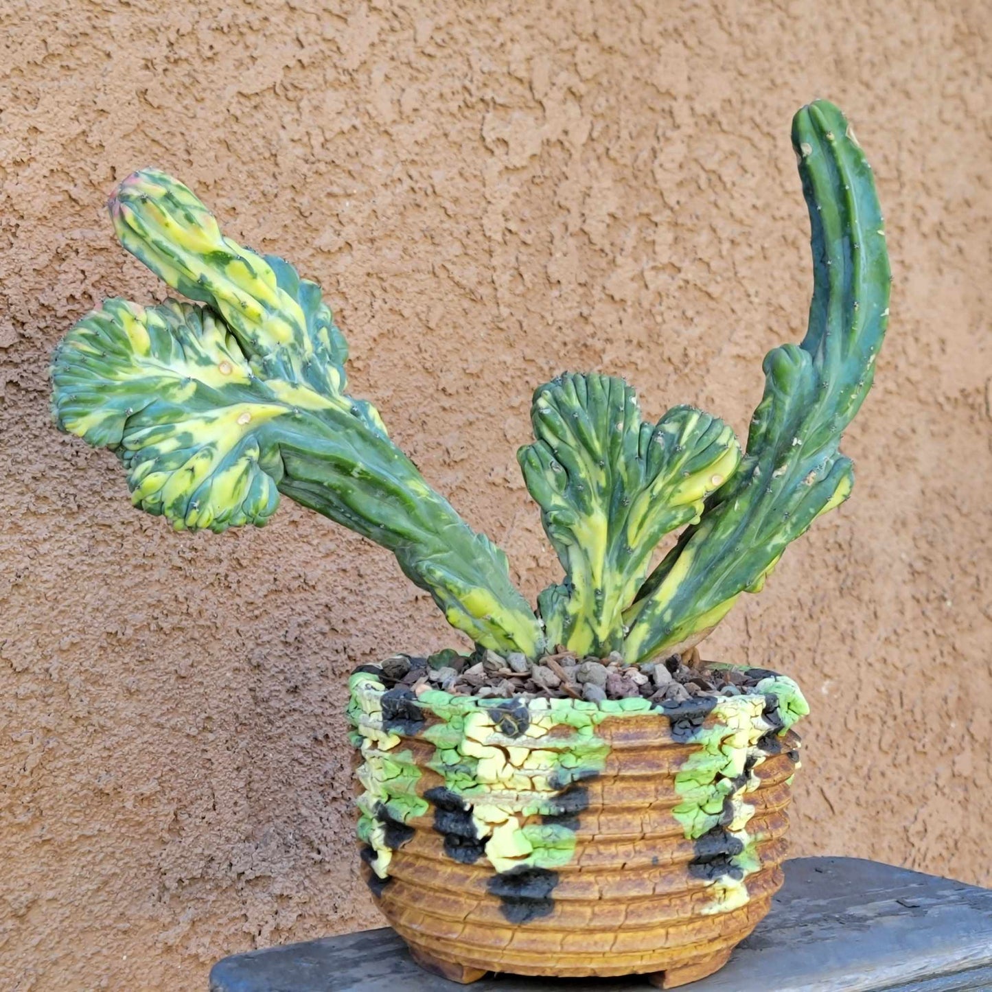 Myrtillocactus geometrizans variegata cristata